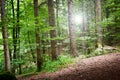 Quiet alpine forest landscape Royalty Free Stock Photo