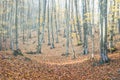 Quiet autumn beech forest landscape