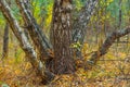 Quiet autumn birch forest Royalty Free Stock Photo