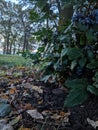 Quiet autumn dawn in the city park