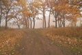 A quiet autumn dawn over the lake in sunlight. Fresh fog creeps over the ground Royalty Free Stock Photo