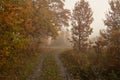A quiet autumn dawn over the lake in sunlight. Fresh fog creeps over the ground Royalty Free Stock Photo