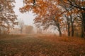 A quiet autumn dawn over the lake in sunlight. Fresh fog creeps over the ground Royalty Free Stock Photo