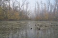 A quiet autumn dawn over the lake in sunlight. Fresh fog creeps over the ground Royalty Free Stock Photo