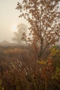 A quiet autumn dawn over the lake in sunlight. Fresh fog creeps over the ground Royalty Free Stock Photo