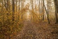 A quiet autumn dawn over the lake in sunlight. Fresh fog creeps over the ground Royalty Free Stock Photo