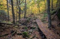 Quiet Autumn trail