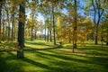 Quiet autumn morning in the forest, Park, green grass