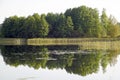 Quiet autumn September day. Lake and forest. Reflection in water. Reeds of the lake.