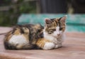 Quiet beautiful kitten lying and resting in nature Royalty Free Stock Photo