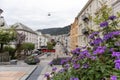 Colorful purple flowers, streets of Bergen, Norway