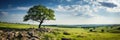 Quiet Cemetery With A Lone Tree Providing Shade And Solace