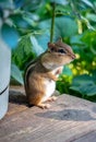 Quiet chipmunk stands on a wood deck