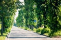 Quiet city street, sidewalk and idyllic homes in a suburban neighborhood, residential area with a lot of green trees Royalty Free Stock Photo