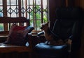 Quiet corner in a home with a pet dog on a chair looking out a window