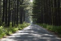 Quiet country road on a sunny day