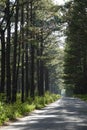 Quiet country road on a sunny day