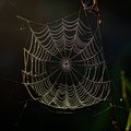 Intricate Spiderweb Glistening with Morning Dew Royalty Free Stock Photo