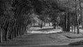 Quiet dirt road under the trees