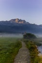 The quiet douglas tree woods on the shore of the lake of Silvaplana in the Engadin valley at sunrise with the fog over the water Royalty Free Stock Photo