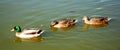 Quiet ducks swimming Royalty Free Stock Photo