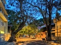 A quiet empty street lit by streetlights on a summer evening Royalty Free Stock Photo