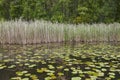 Quiet finland nature landscape. Lake forest and water lilies Royalty Free Stock Photo