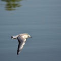 A quiet flight over a great river