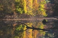 Quiet floodplain autumn forest reflected in the lake Royalty Free Stock Photo