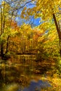 Quiet flows the creek inside the forest on a beautiful fall day, Central Canada, ON, Canada Royalty Free Stock Photo