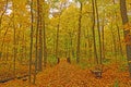 Quiet Forest Path in the Fall