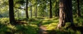 The quiet forest trail bathed in morning sunlight through tall trees.AI generated image Royalty Free Stock Photo
