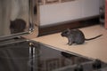 Quiet gerbil snooping in the kitchen