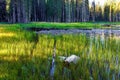 Quiet grassy lake