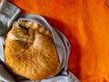 Ginger cat sleeps curled up in a Ball. Royalty Free Stock Photo