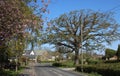 Quiet lane in rural location with houses and trees Royalty Free Stock Photo