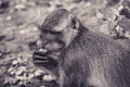Quiet Macaque Tasting a Fruit