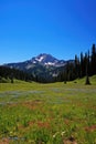 A quiet meadow filled with wildflowers, a clear blue sky, and a distant mountain range Royalty Free Stock Photo