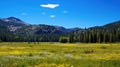 A quiet meadow filled with wildflowers, a clear blue sky, and a distant mountain range Royalty Free Stock Photo