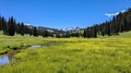 A quiet meadow filled with wildflowers, a clear blue sky, and a distant mountain range Royalty Free Stock Photo