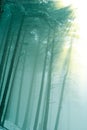 Quiet misty forest in a rays of sun Royalty Free Stock Photo