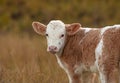 Quiet Moment: Calf in the Meadow Royalty Free Stock Photo