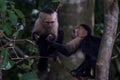 Capuchin monkeys sharing fruit in the jungle