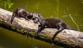 Two Playful River Otters on a Log Royalty Free Stock Photo