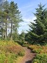 Quiet morning on Cofton Hill among the bilberries