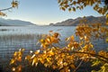 Osoyoos Lake Autumn Leaves Royalty Free Stock Photo