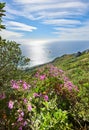 Quiet ocean view from a mountain landscape with vibrant malva flowers and greenery against a calm sea and cloudy blue Royalty Free Stock Photo