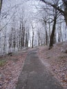 A quiet path in the mountain during the frost season. Royalty Free Stock Photo