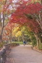Quiet path overlooking by autumn maple trees in the Inokashira park in Mitaka City