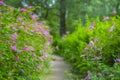 A quiet path in the park surrounded by spirea bushes with small pink flowers